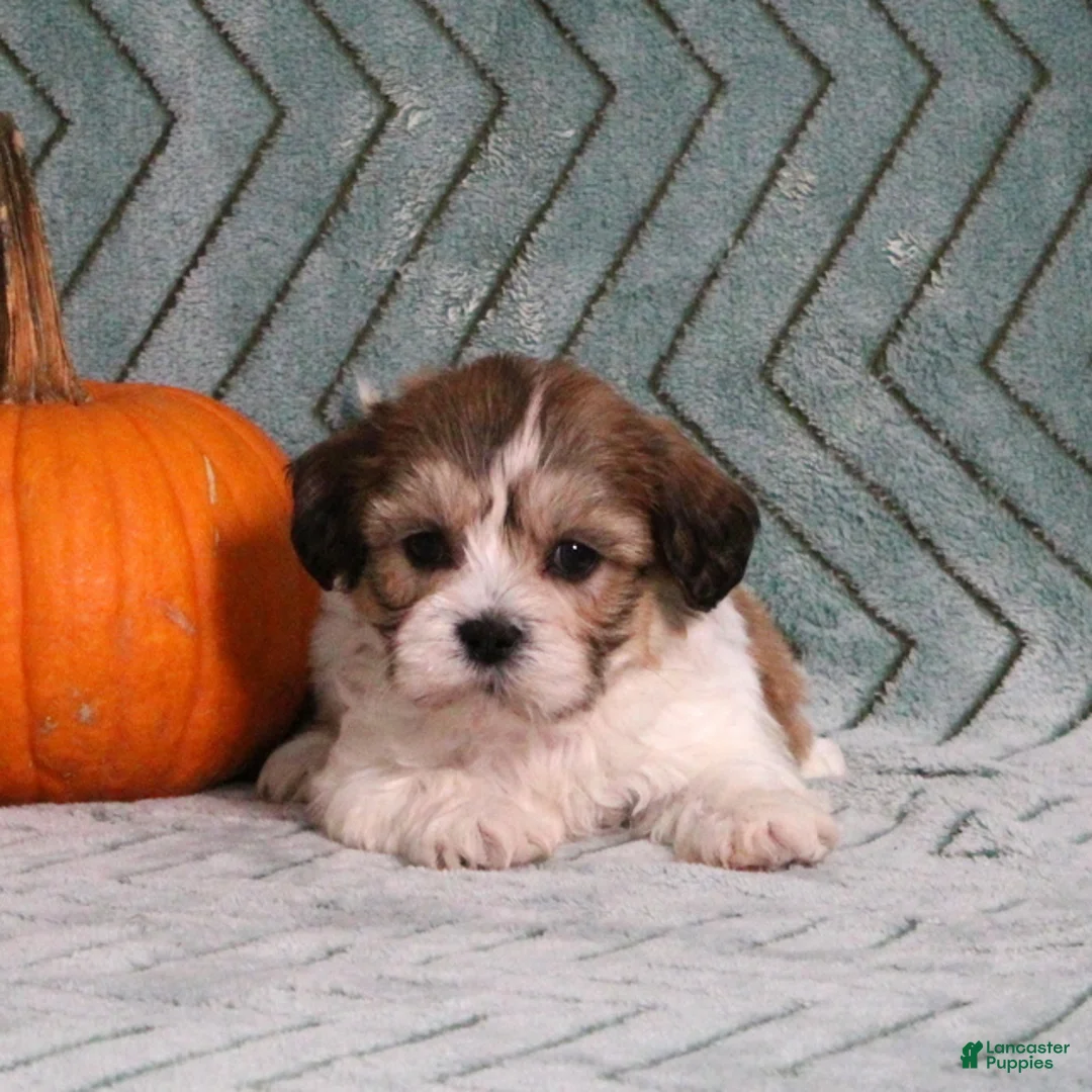 Teddy Bear dogs for sale: Irvin - Ad 2