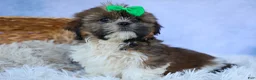 Shih Tzu dogs for sale: RUSTY - Ad 7