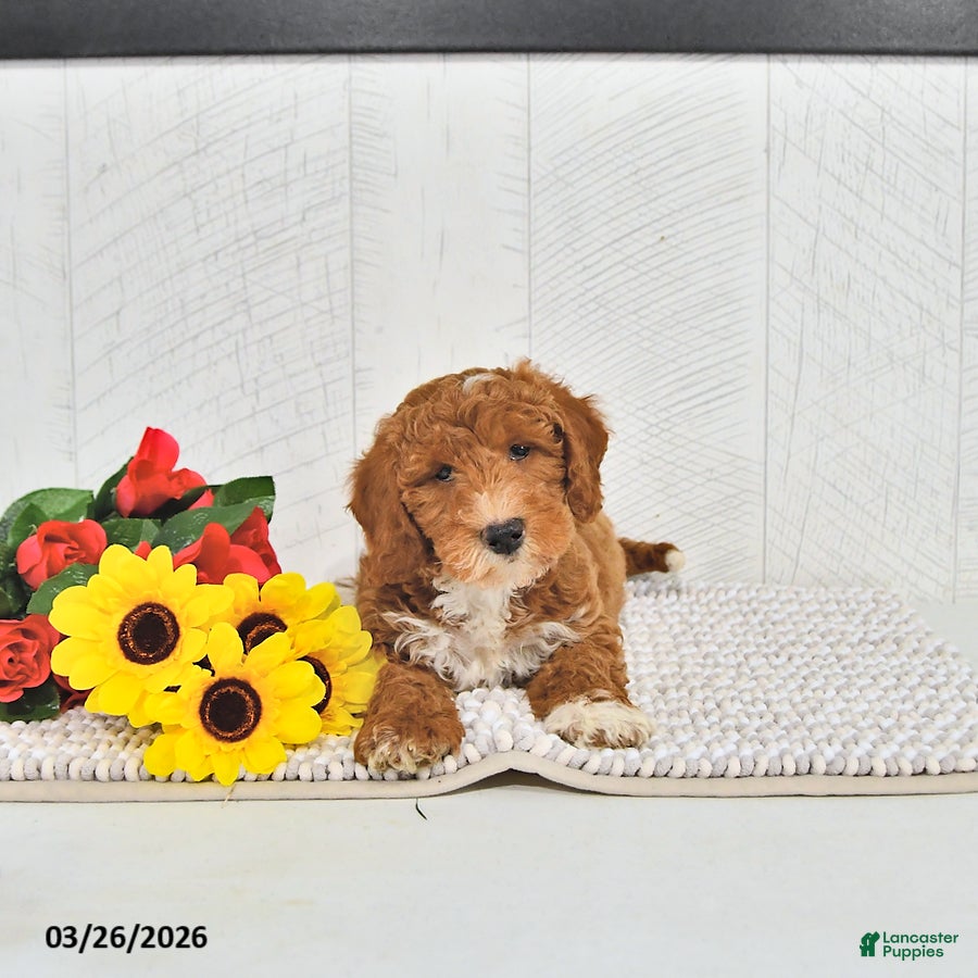 Mini Goldendoodle dogs Jamin - Ad 2