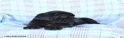 Cane Corso dogs for sale: Stella - Ad 4