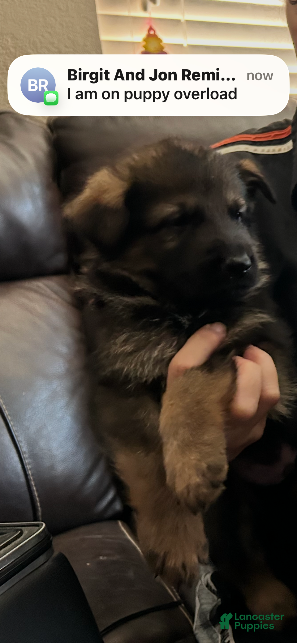 German Shepherd dogs German Shepherd 3 - Ad 18