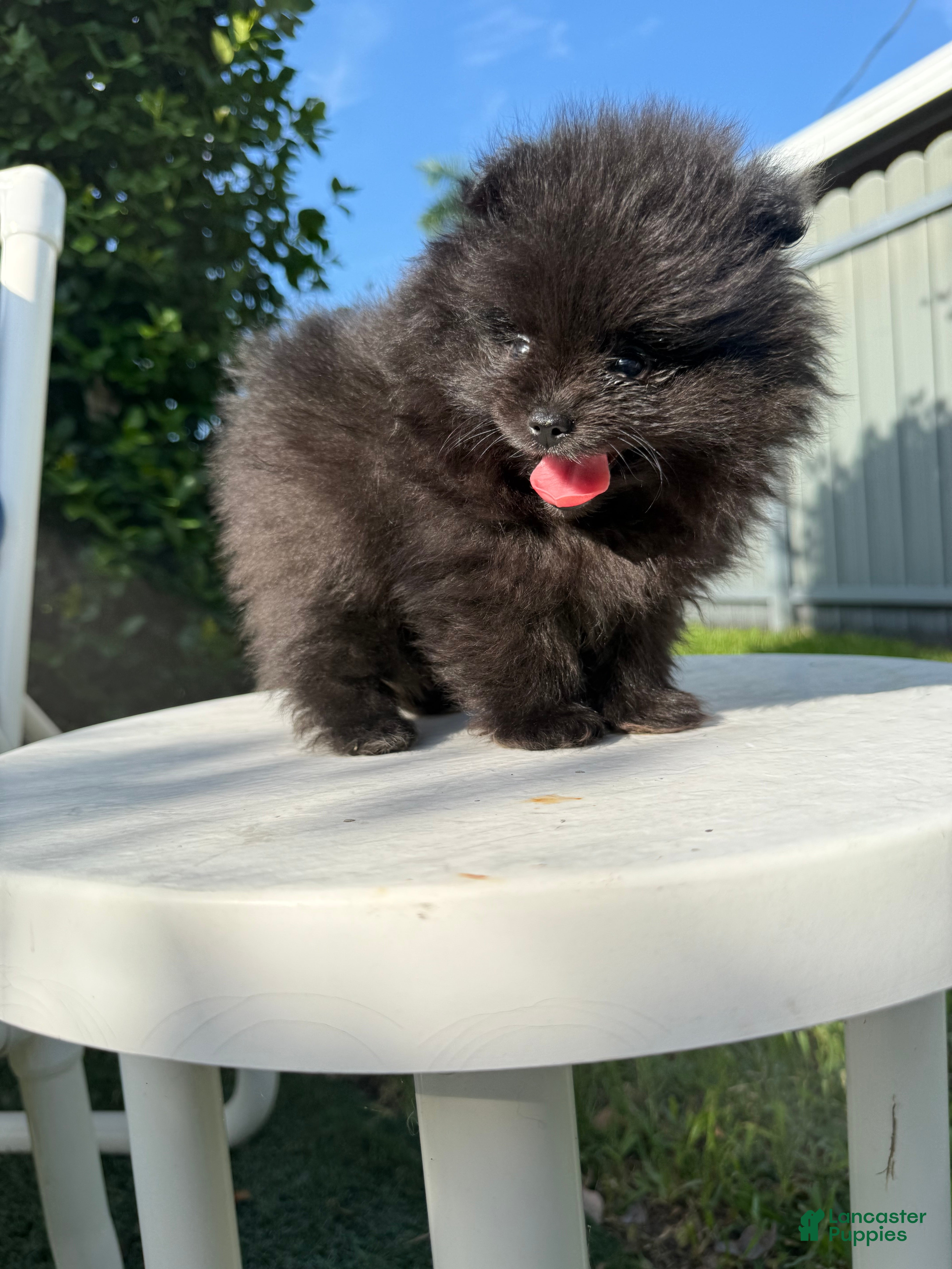 Pomeranian
