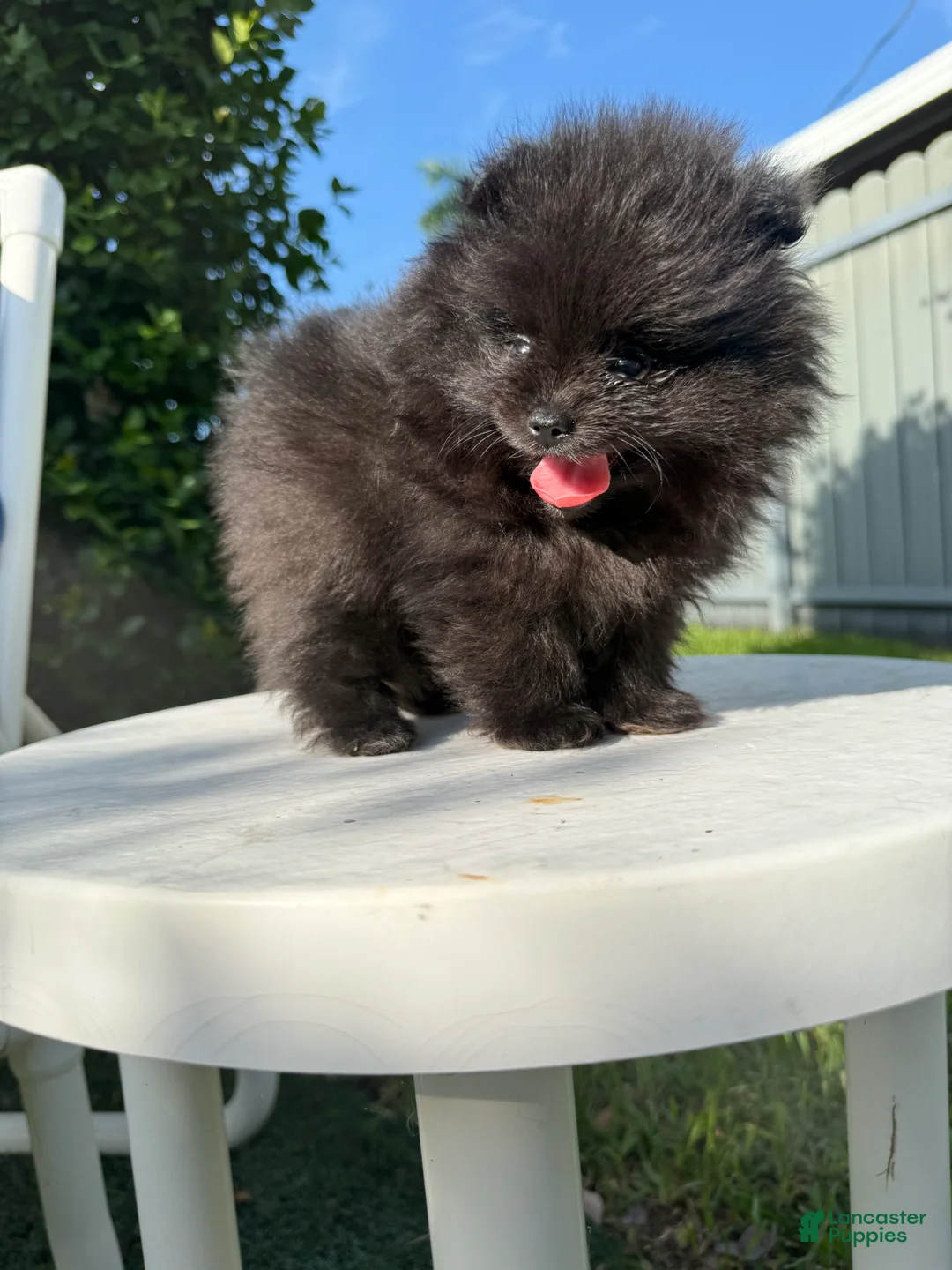 Pomeranian dogs for sale: Pomeranian 4 - Ad 1
