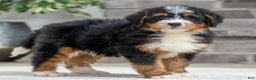 Bernese Mountain Dog dogs for sale: Venice - Ad 2