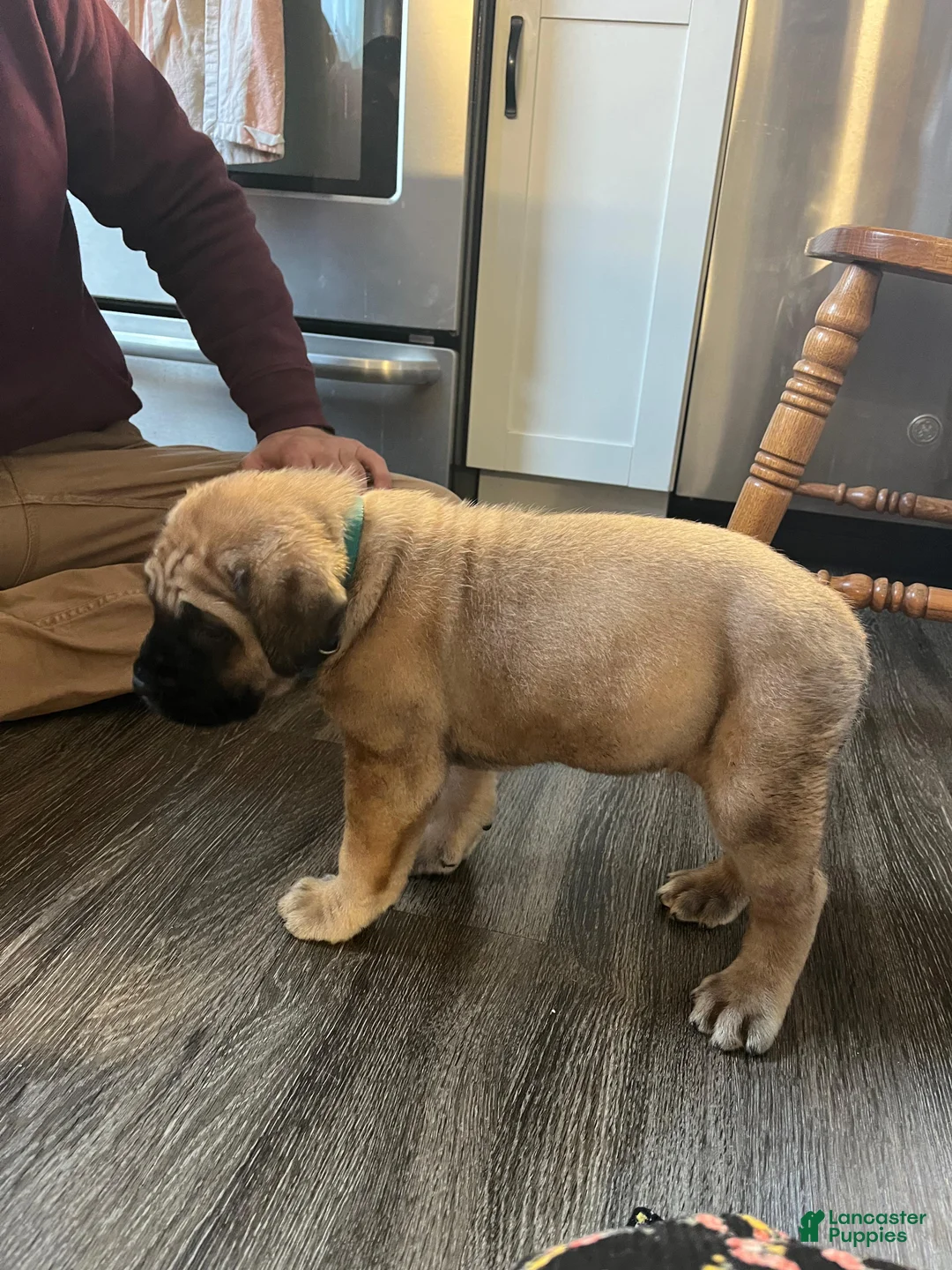 English Mastiff dogs for sale: Becky - Ad 1