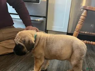 English Mastiff dogs for sale: Becky - Ad 3