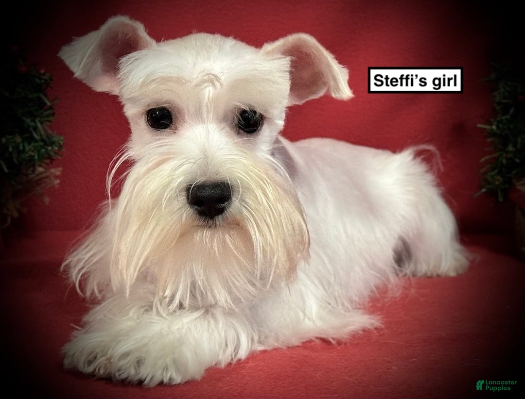 Miniature Schnauzer dogs for sale: AKC Steffi's Girl - Ad 1