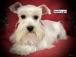 Miniature Schnauzer dogs AKC Steffi's Girl - Ad 4