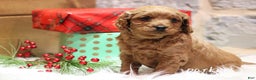 Cavapoo dogs for sale: Parker - Ad 3