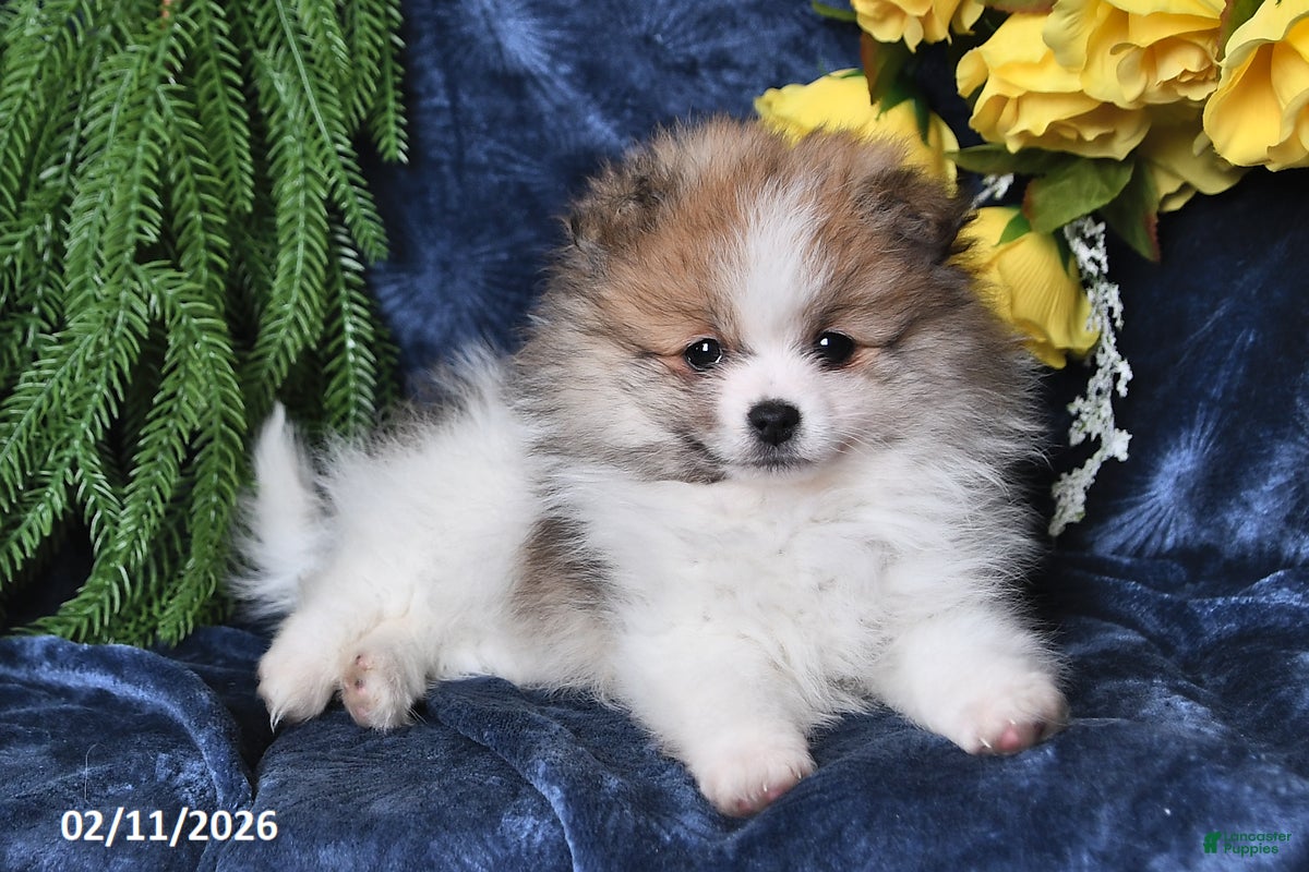 Pomeranian dogs Mason - Ad 2