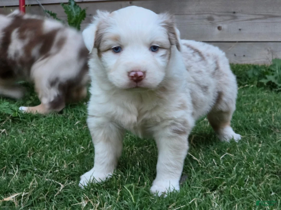Australian Shepherd dogs for sale: Australian Shepherd Puppy 1 - Ad 1