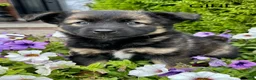 Mixed Breed dogs for sale: Buddy - Ad 9