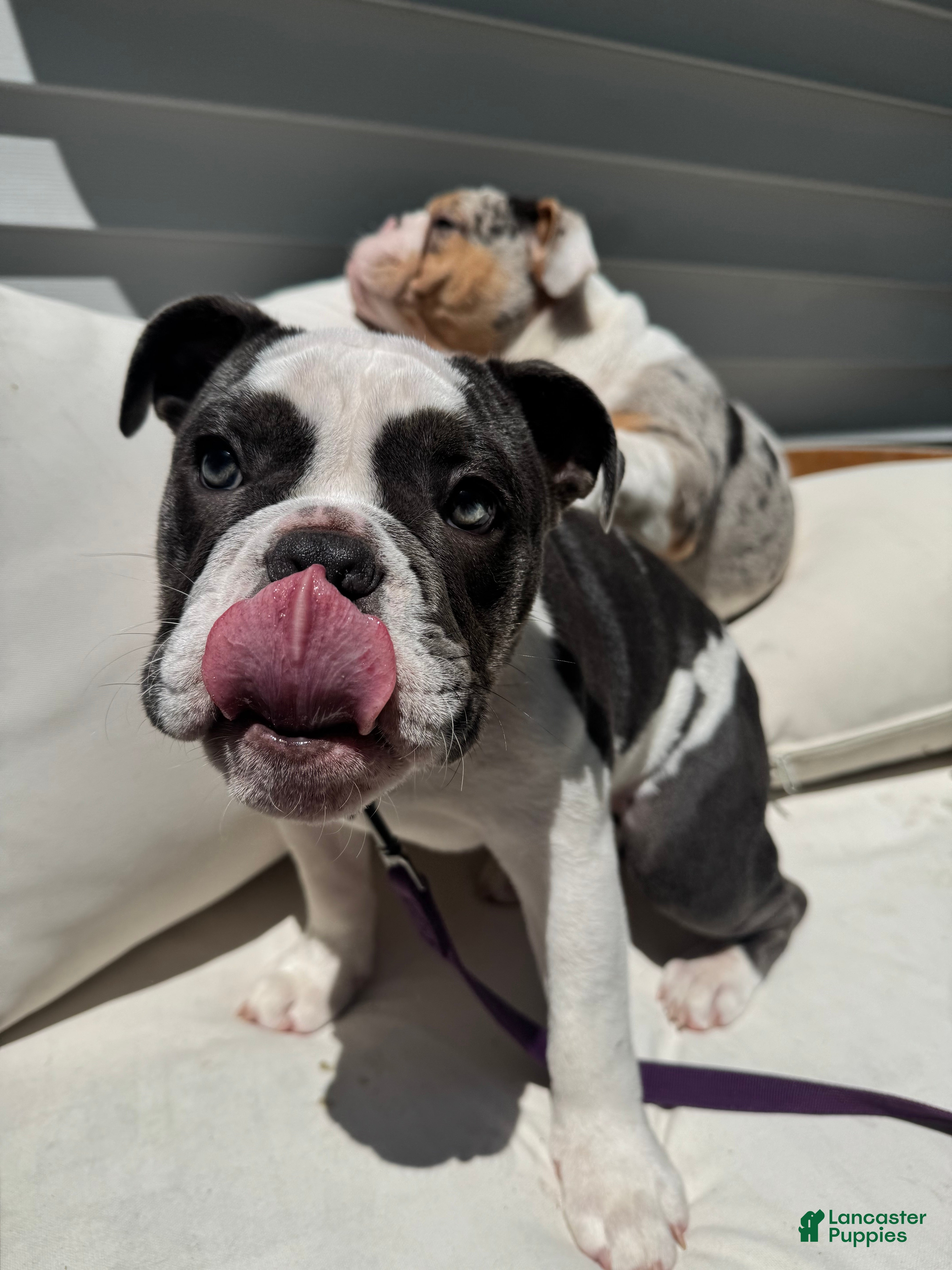 English Bulldog dogs Blue pied female Old English Bulldog - Ad 37