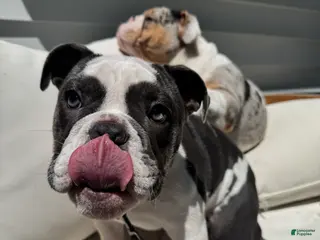 English Bulldog dogs Blue pied female Old English Bulldog - Ad 37