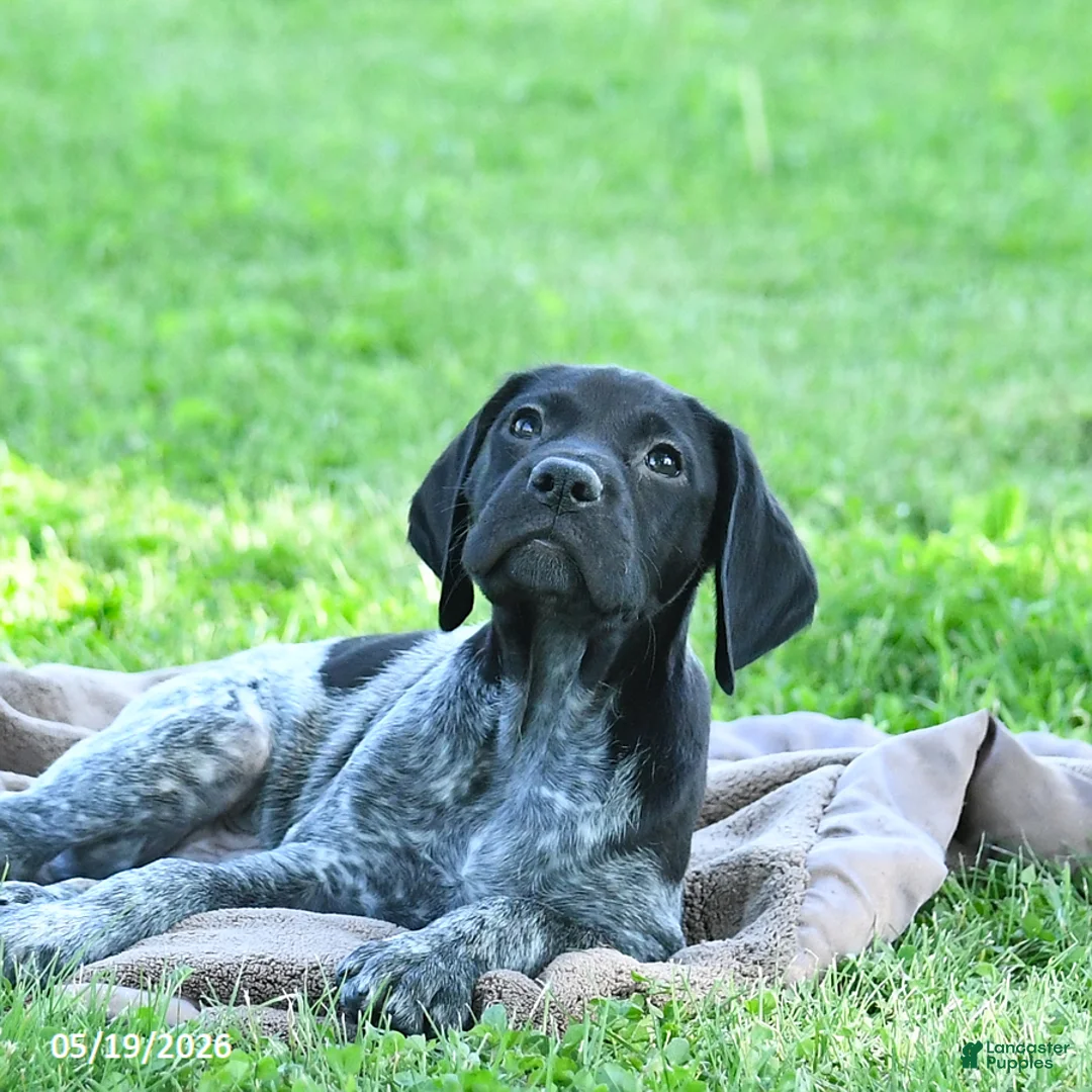 German Shorthaired Pointer dogs for sale: Gizmo - Ad 2