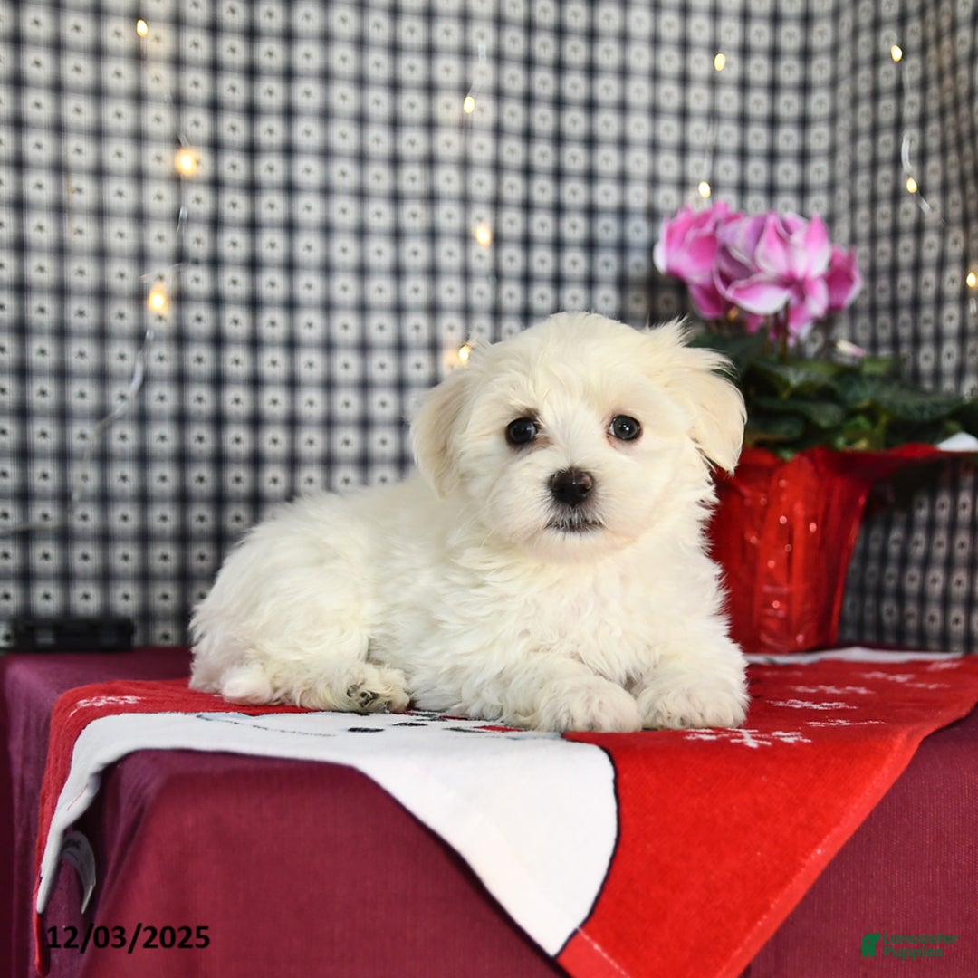 Morkie dogs for sale: Tyler - Ad 4