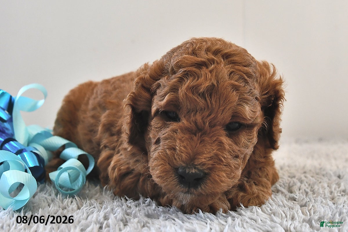 Mini Goldendoodle dogs Oliver - Ad 2