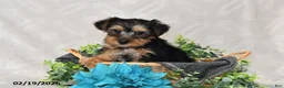 Yorkshire Terrier dogs for sale: Ricky  - Ad 3