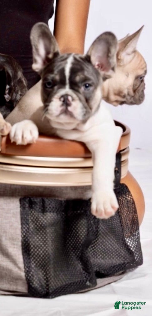 French Bulldog dogs French Bulldog Puppy 2 - Ad 1