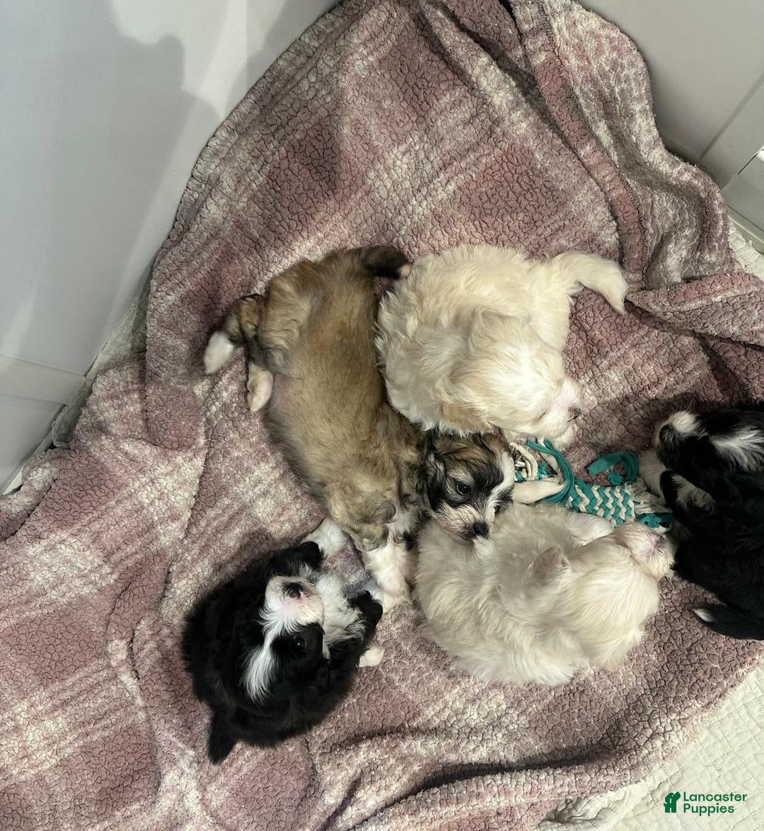 Maltipoo dogs for sale: Joel - Ad 4