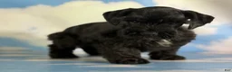 Schnoodle dogs for sale: Panther  - Ad 4