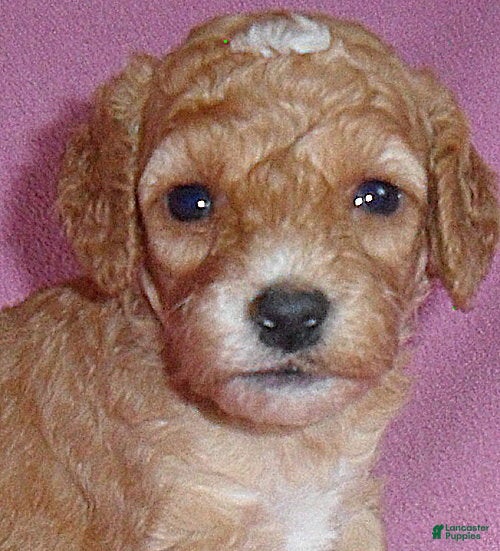 Cockapoo dogs Lucy - Ad 2