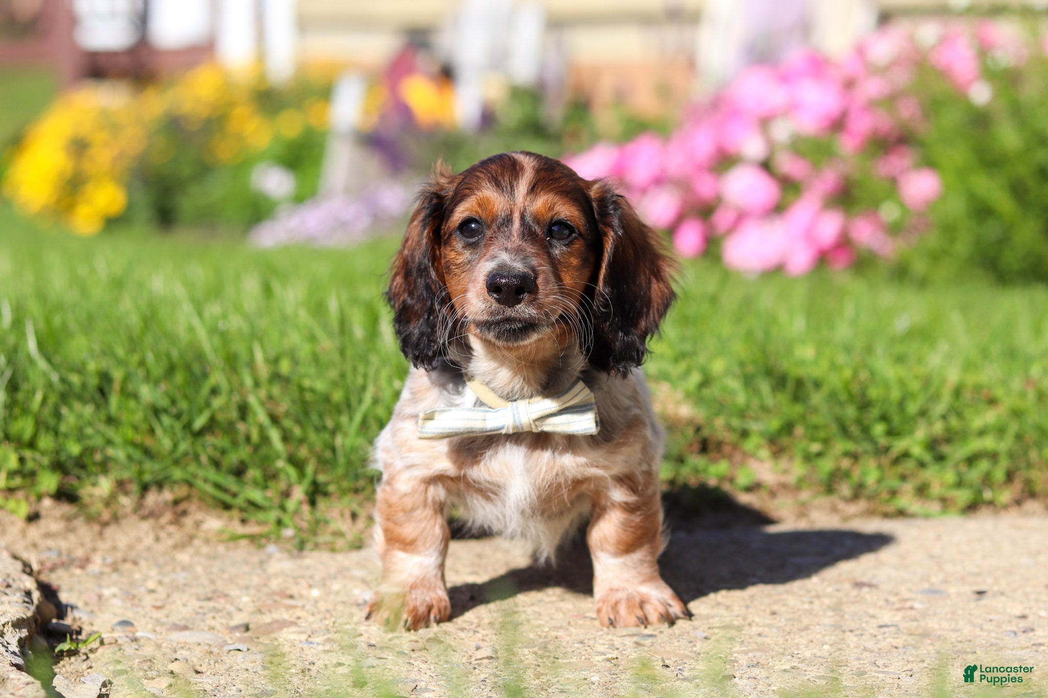 Dachshund dogs Alex - Ad 2