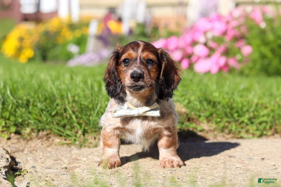 Dachshund dogs for sale: Alex - Ad 2