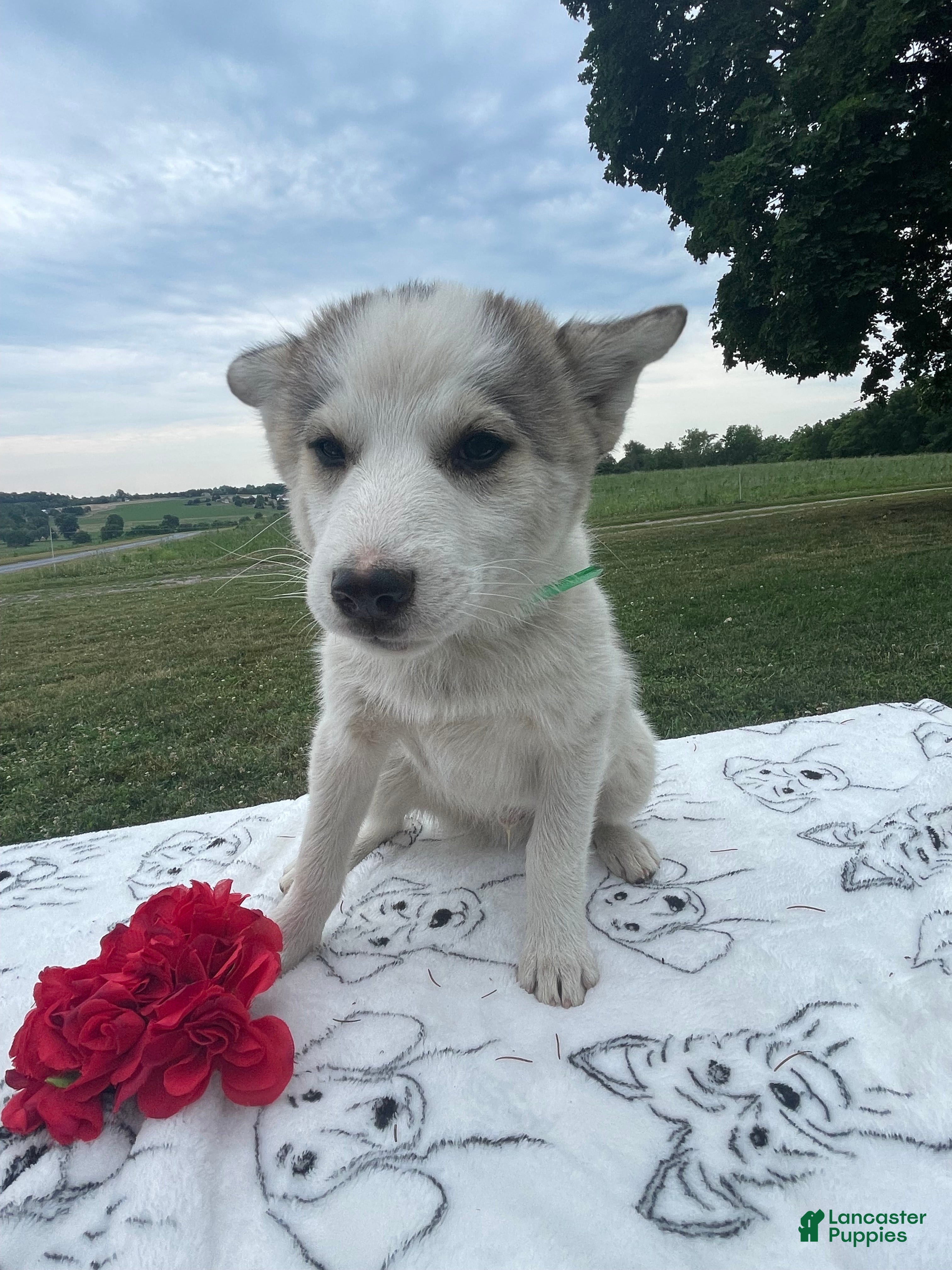 Pomsky dogs Dustin - Ad 30