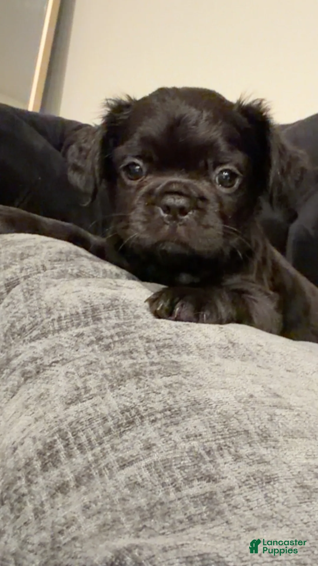 French Bulldog dogs for sale: French Bulldog Puppy 4 - Ad 1