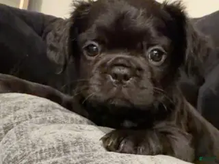 French Bulldog dogs French Bulldog Puppy 4 - Ad 23