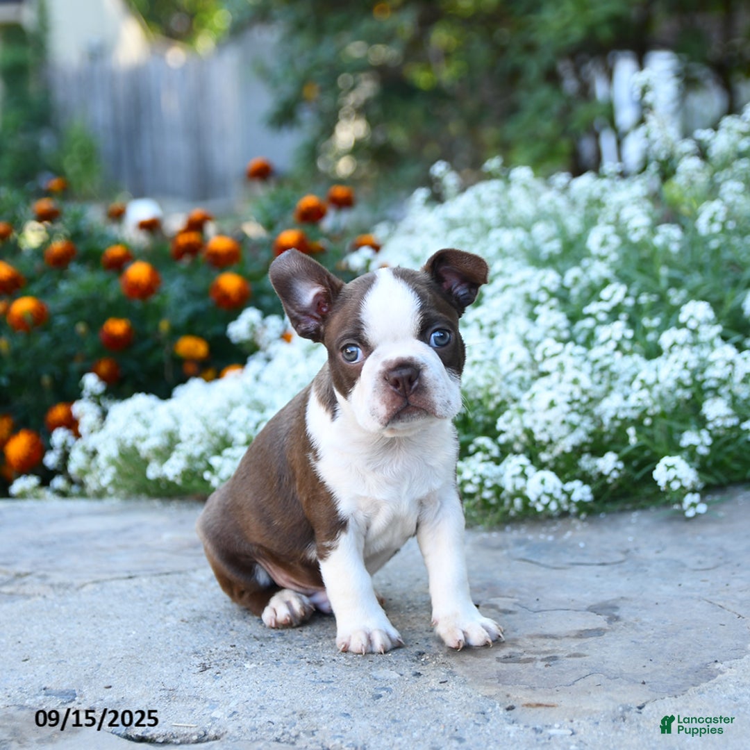 Boston Terrier dogs for sale: Banjo - Ad 4