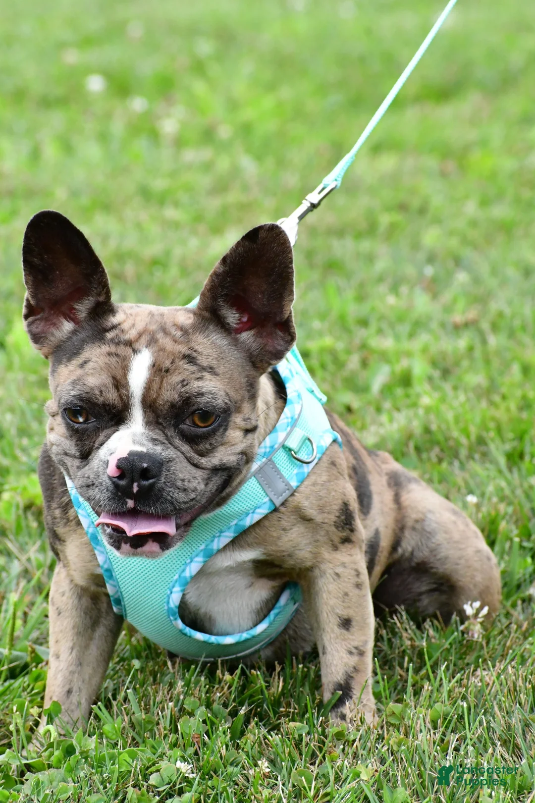 Frenchton dogs for sale: Alice - Ad 9