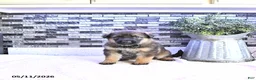 German Shepherd dogs for sale: Axel - Ad 4