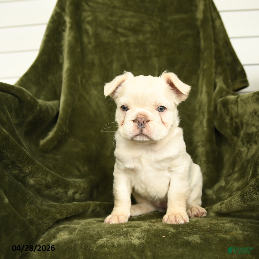French Bulldog dogs Honey - Ad 1