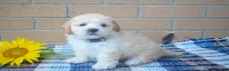 Maltipoo dogs for sale: Franklin 🐶 - Ad 5