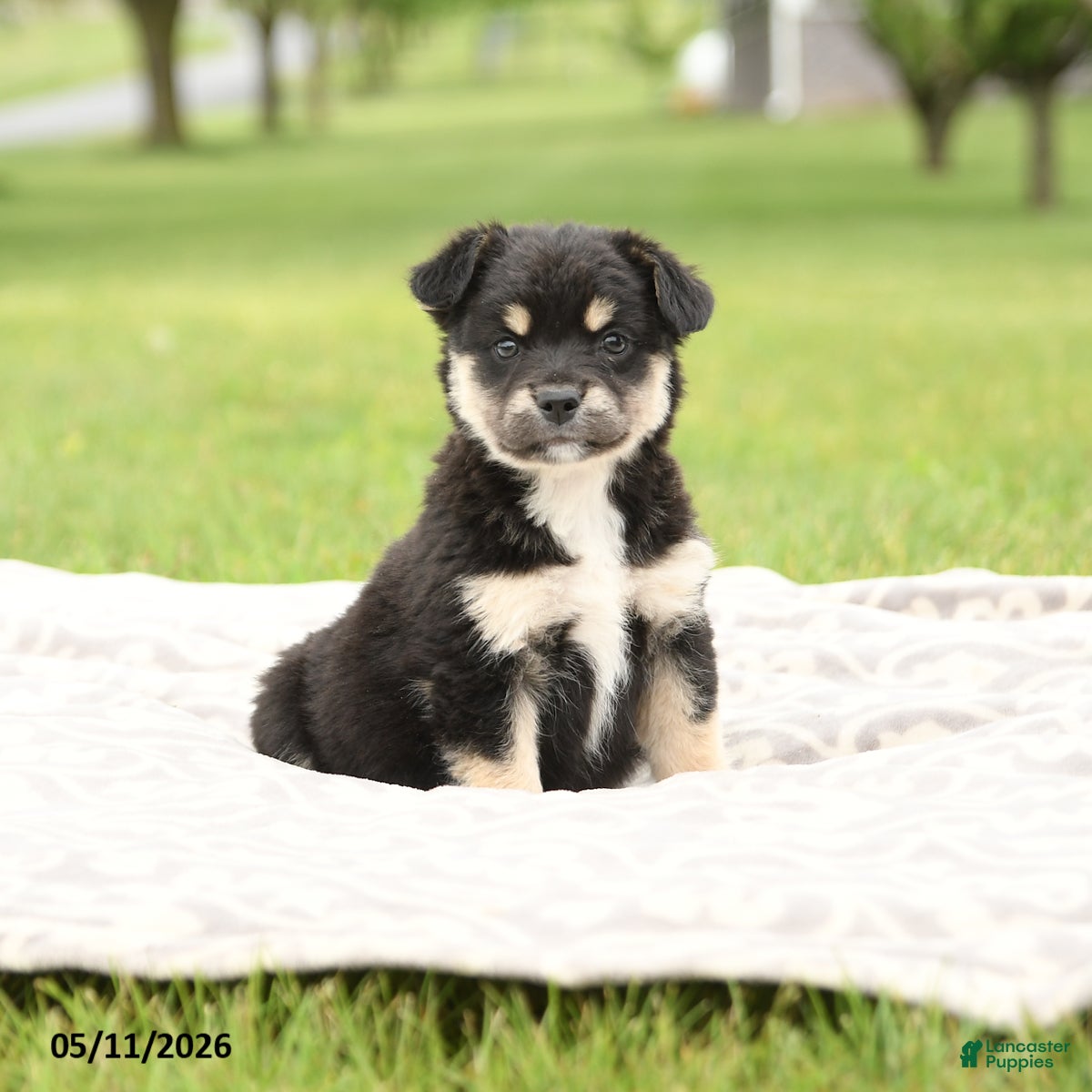Mixed Breed dogs Nova - Ad 1