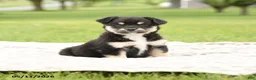 Mixed Breed dogs for sale: Nova - Ad 1