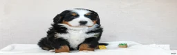 Bernese Mountain Dog dogs for sale: Julia - Ad 3
