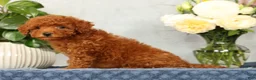 Mini Goldendoodle dogs for sale: Odin - Ad 5