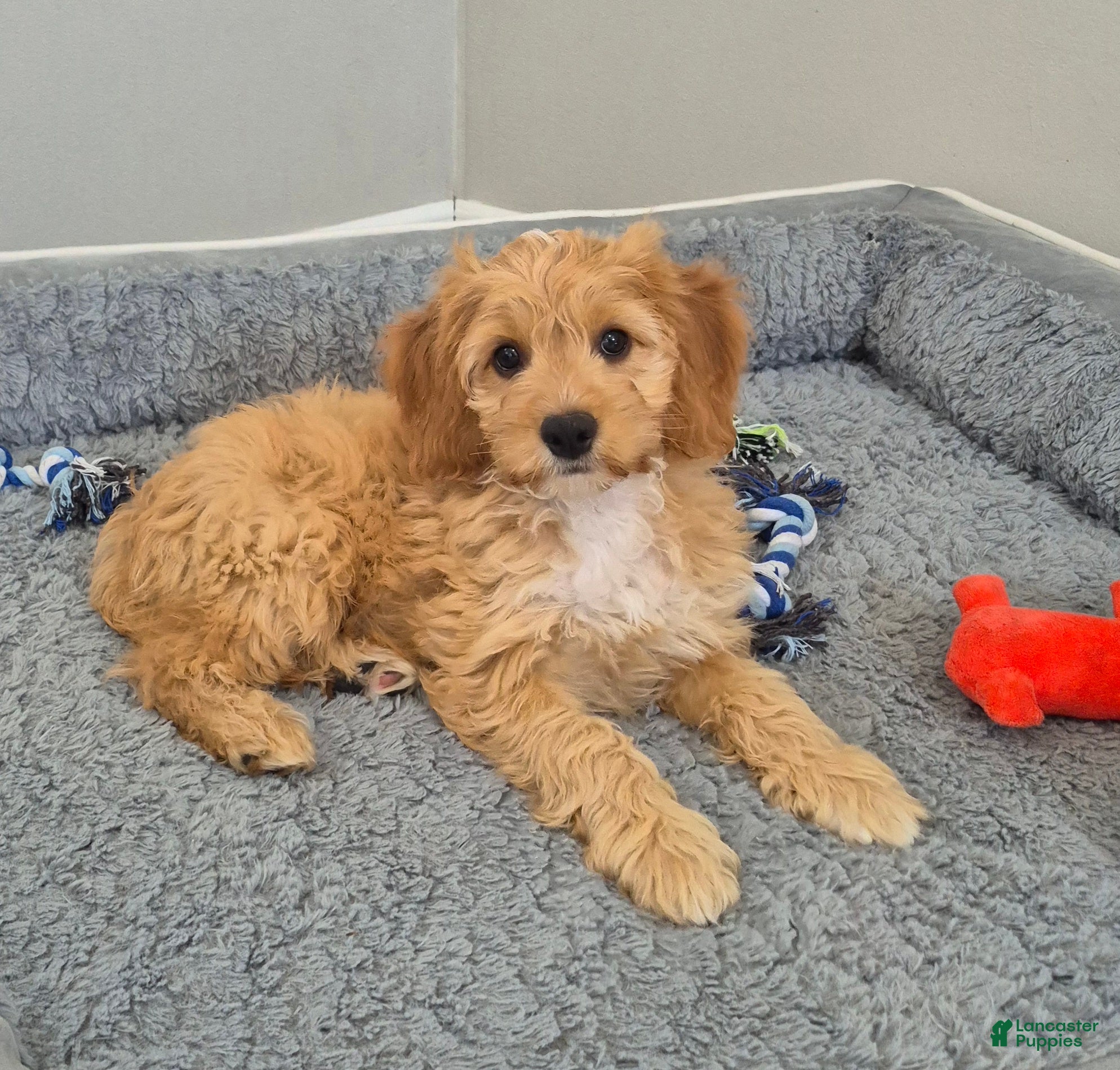 Cockapoo dogs Joey - Ad 1