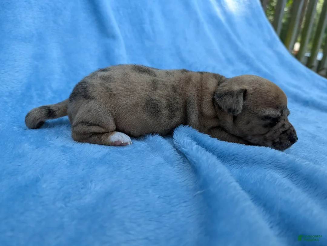 Mixed Breed dogs for sale: Romeo Merle - Ad 2