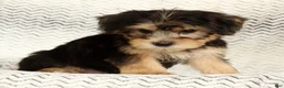 Yochon dogs for sale: Jasper - Ad 8