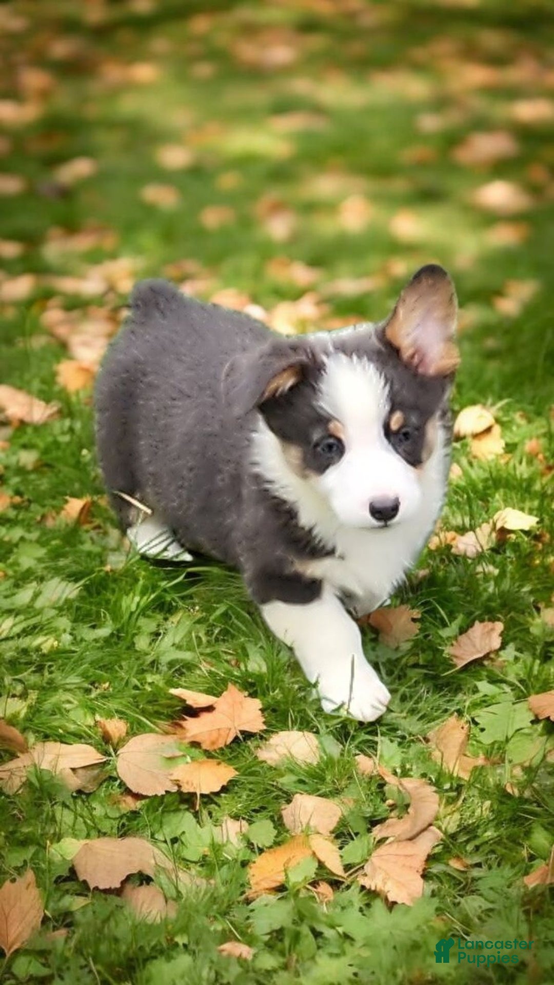Welsh Corgi Pembroke dogs for sale: Arnie Bluie - Ad 23