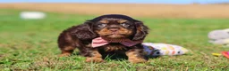 Cavalier King Charles Spaniel dogs for sale: Cooper - Ad 4