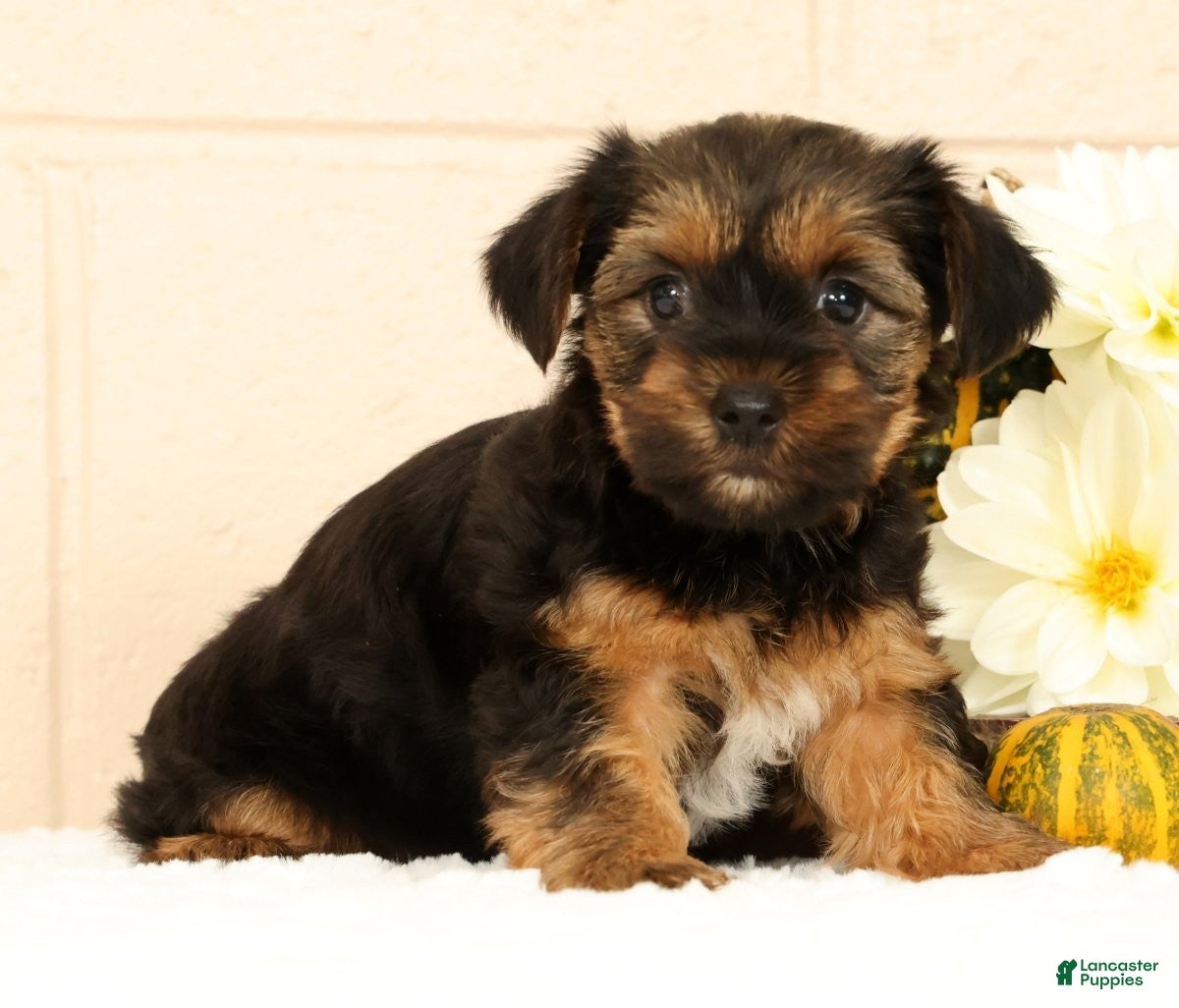 Yorkshire Terrier dogs Stella - Ad 2