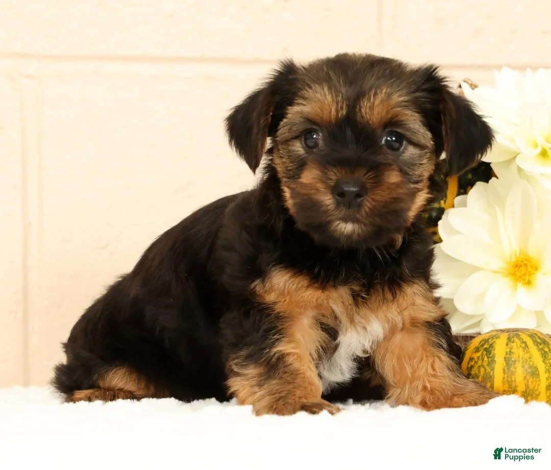 Yorkshire Terrier dogs for sale: Stella - Ad 2
