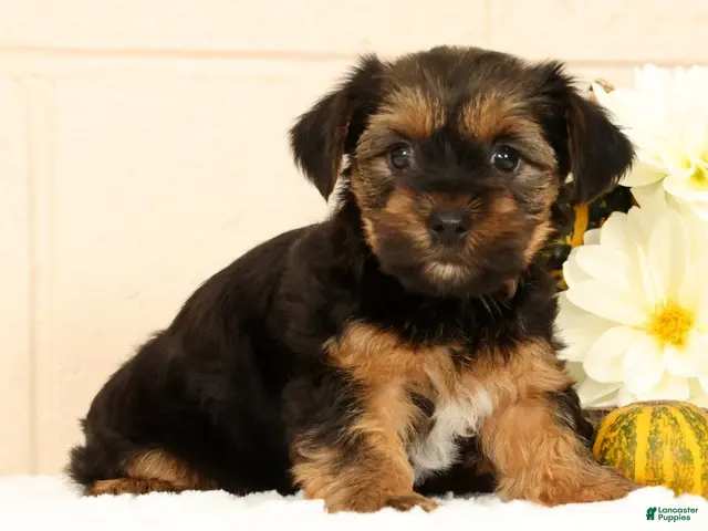 Yorkshire Terrier dogs Stella - Ad 2