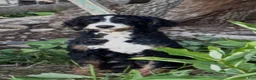 Mini Bernedoodle dogs for sale: Pumpkin - Ad 5