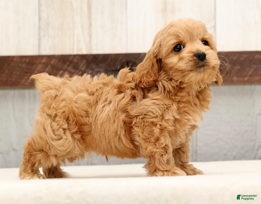 Cockapoo dogs for sale: Hosea - Ad 5